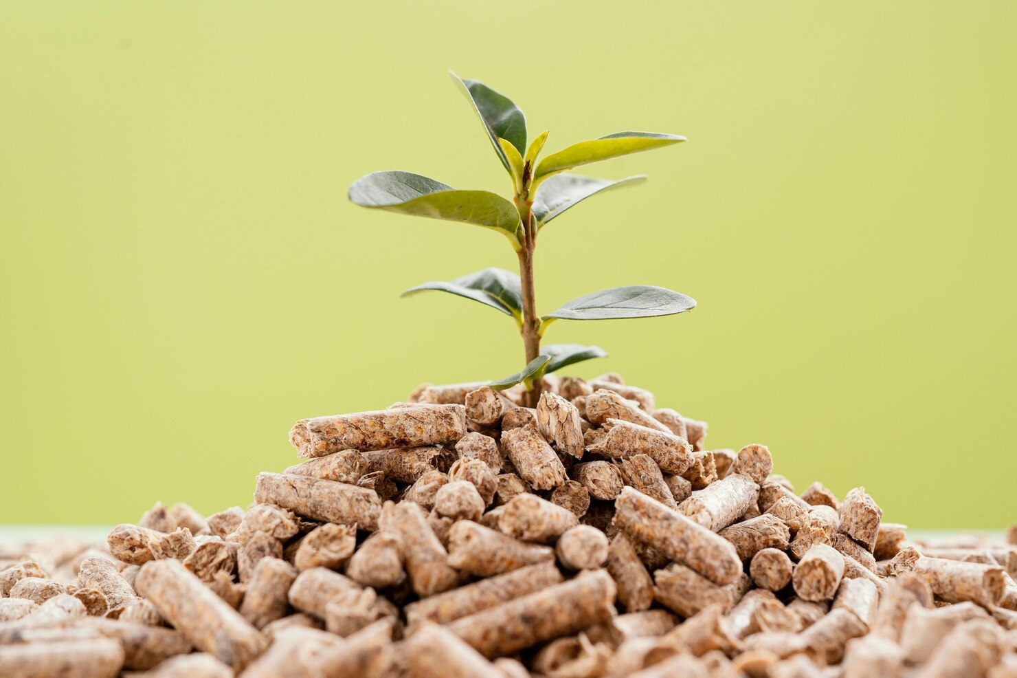 Biomass Fuels